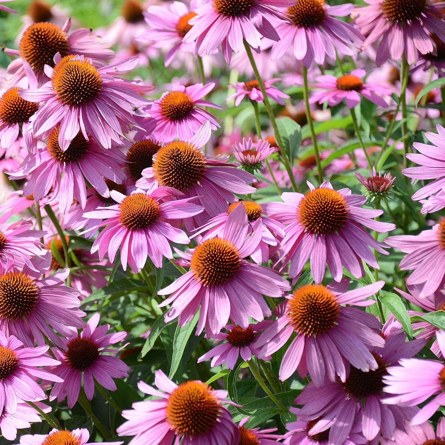 Gum Drop Coneflower Seeds Echinacea purpurea for Planting in Pollinator Garden and Flower Border