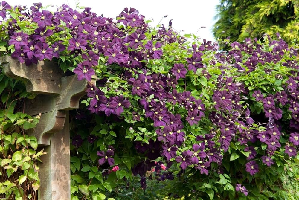 Clematis Climbing Clematis spp. Seeds for Planting in Vertical Garden