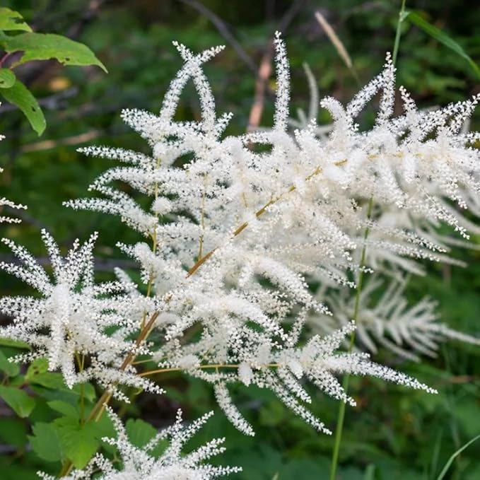 Dwarf Goat’s Beard Aruncus dioicus Seeds for Planting in Flower Bed & Shade Garden