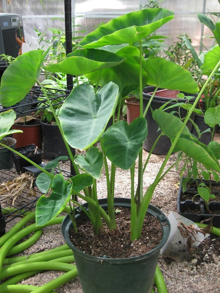 Colocasia Elephant Ear Flower seeds for Planting, Vibrant Colors Heirloom & GMO Free Seeds for Home Garden Sale