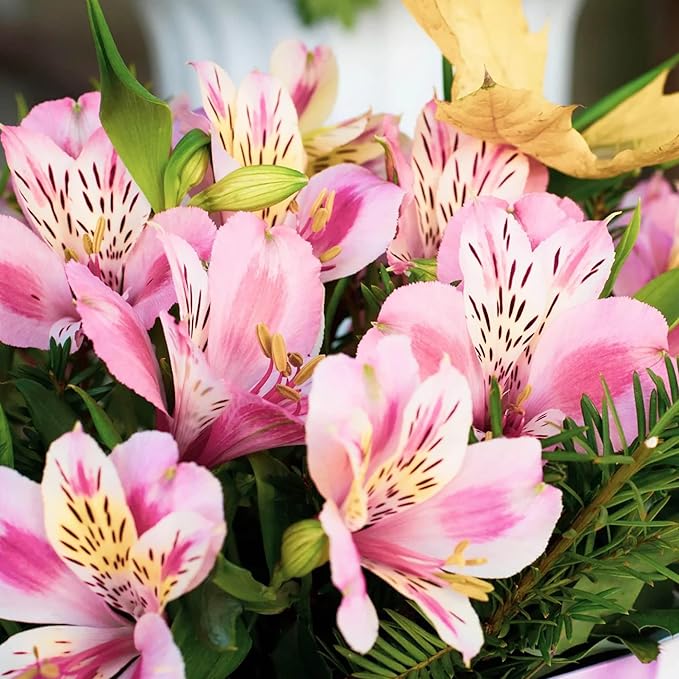 Peruvian Lily Alstroemeria spp. Flower Seeds for Planting in Flower Bed