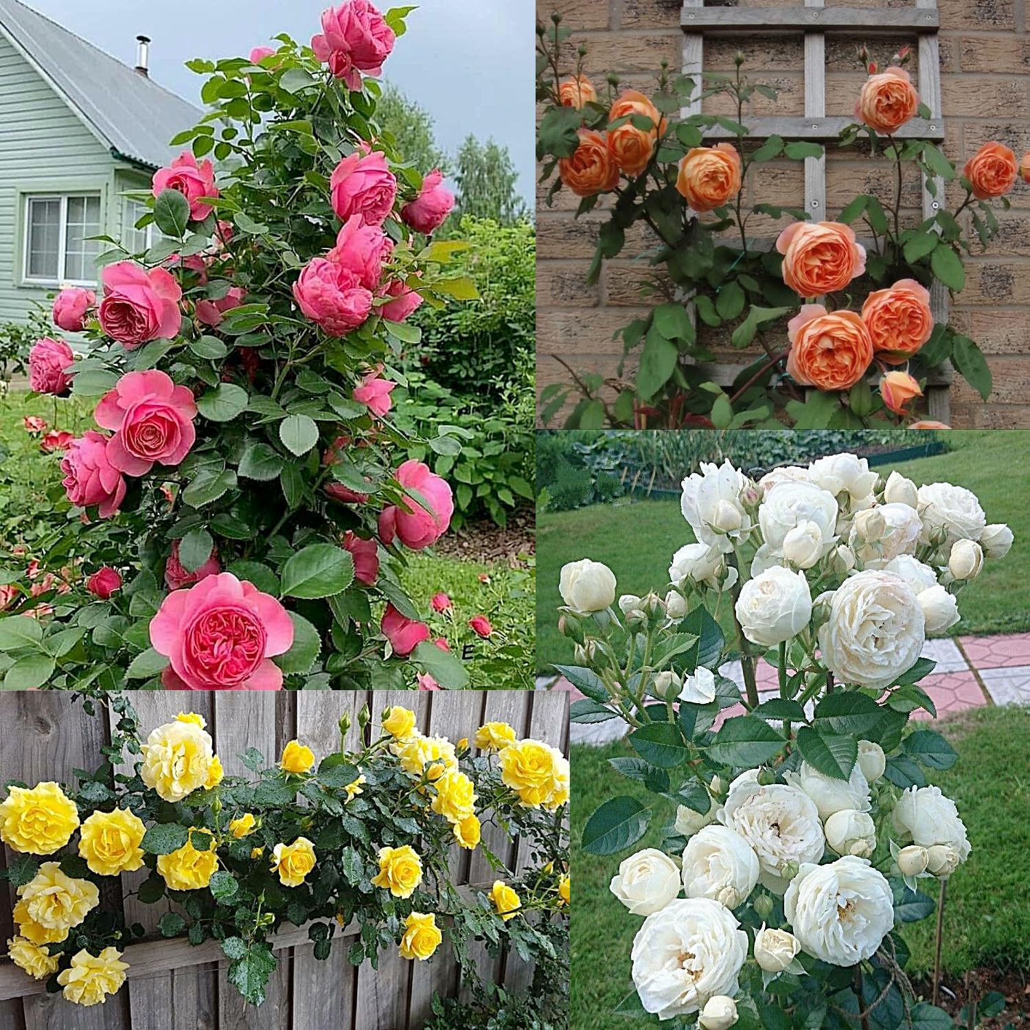 Mixed Color Climbing Rose Flower Seeds for Planting Garden Favorite Heirloom & GMO Free Seeds for Home Garden
Sale