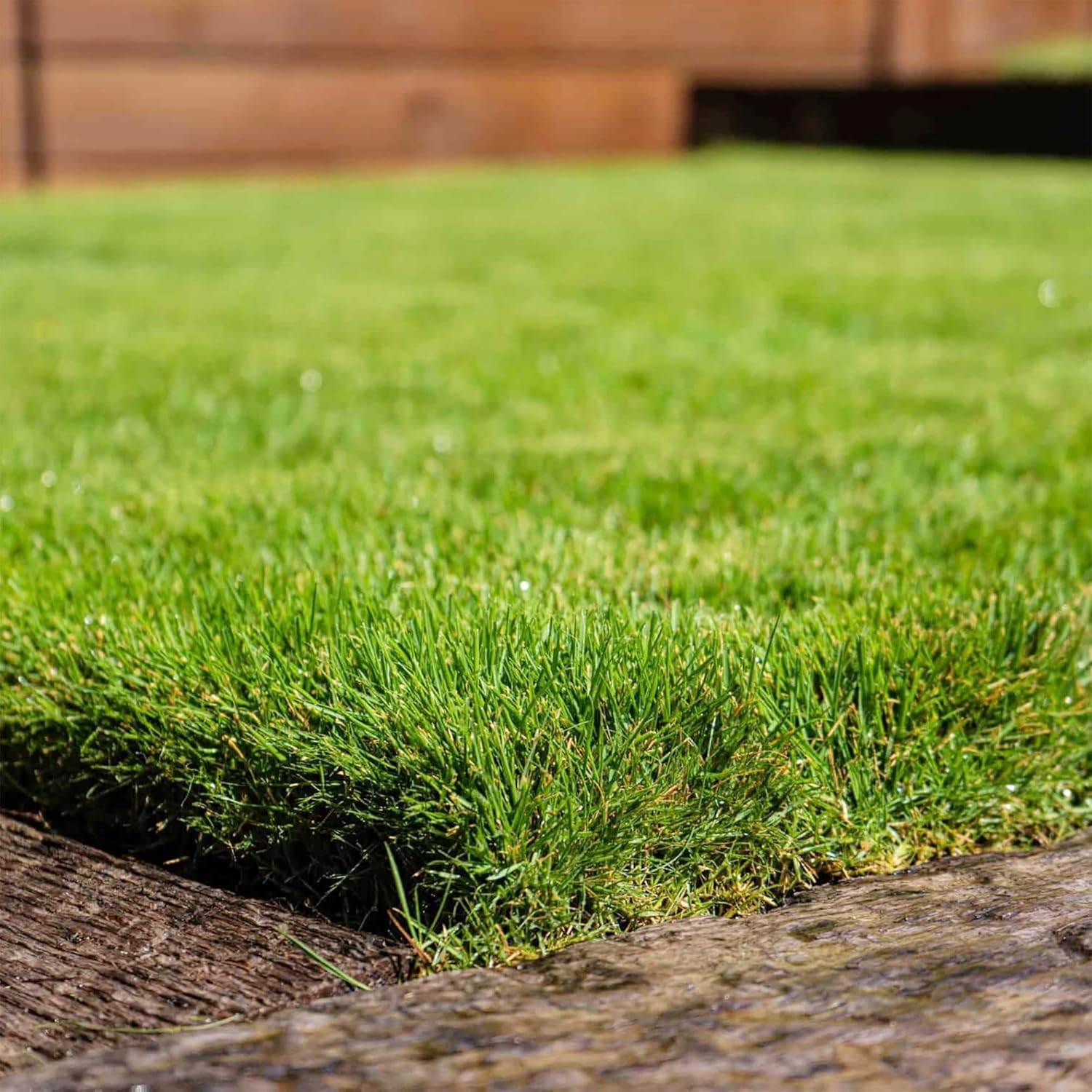 Zoysia Grass Warm-Season Dense Carpet-Like Growth Fine Texture And Overall Durability For Lawns