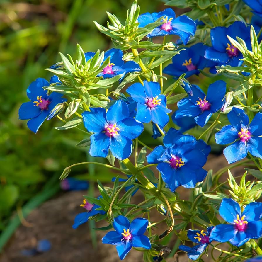 Blue Pimpernel Flower seeds for Planting - Cut Flower Favorite, Heirloom & GMO Free Seeds for Home Garden