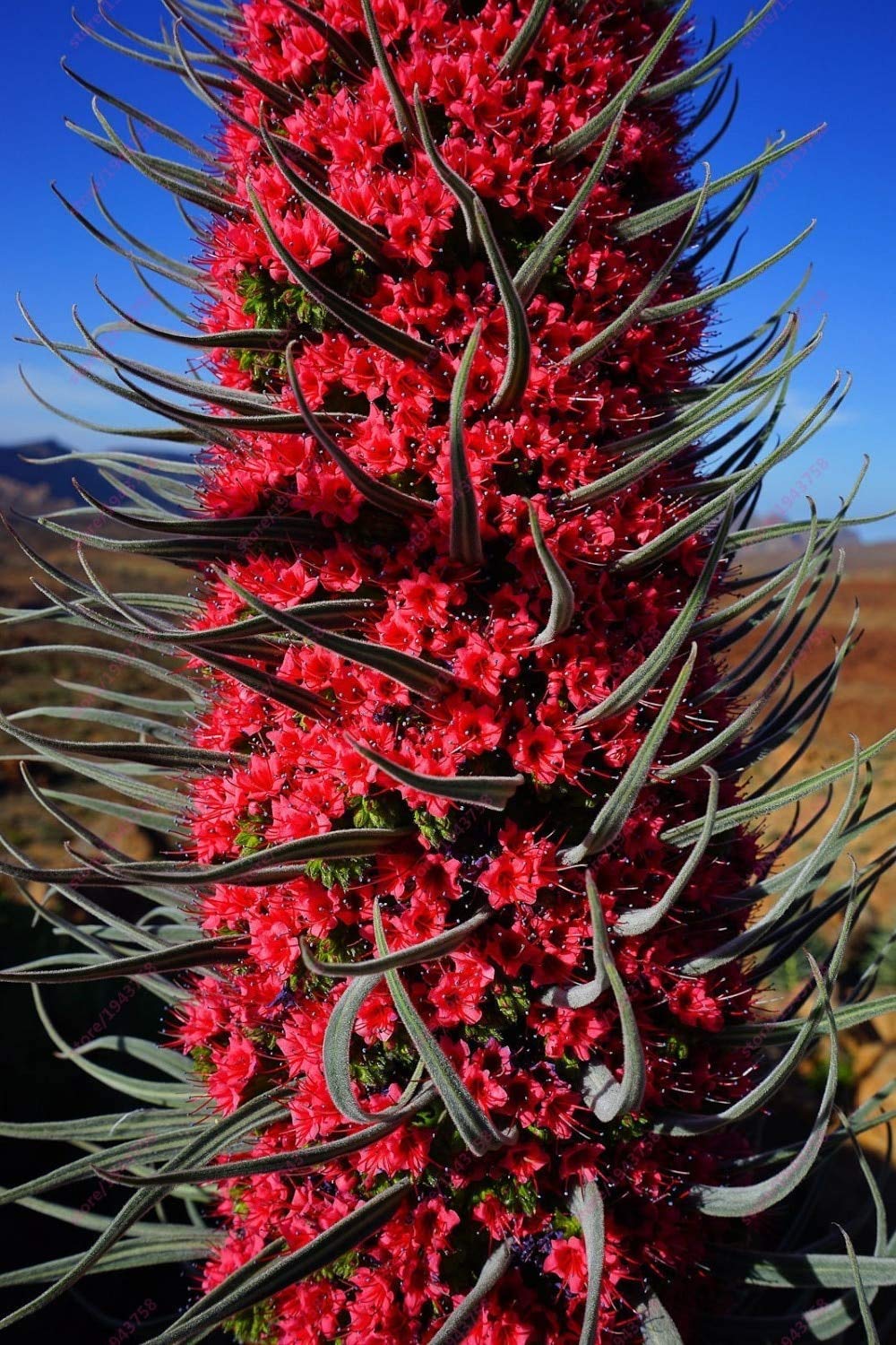 Tajinaste Gigante Plant Seeds for Planting Seed for Stunning Floral Displays and Vibrant Garden Aesthetics