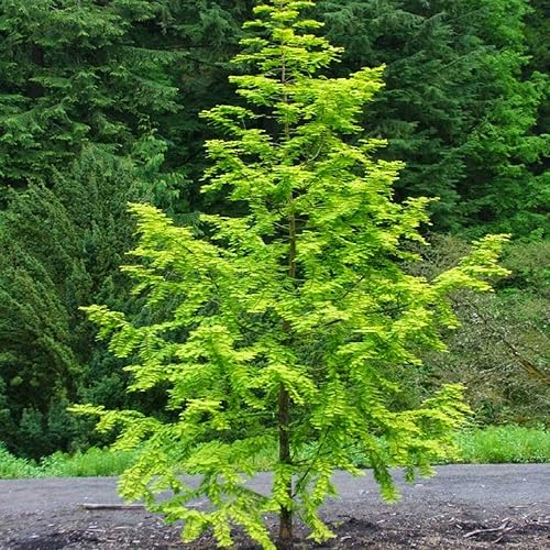 Dawn Tree Seeds Premium Quality Tree Planting Seeds