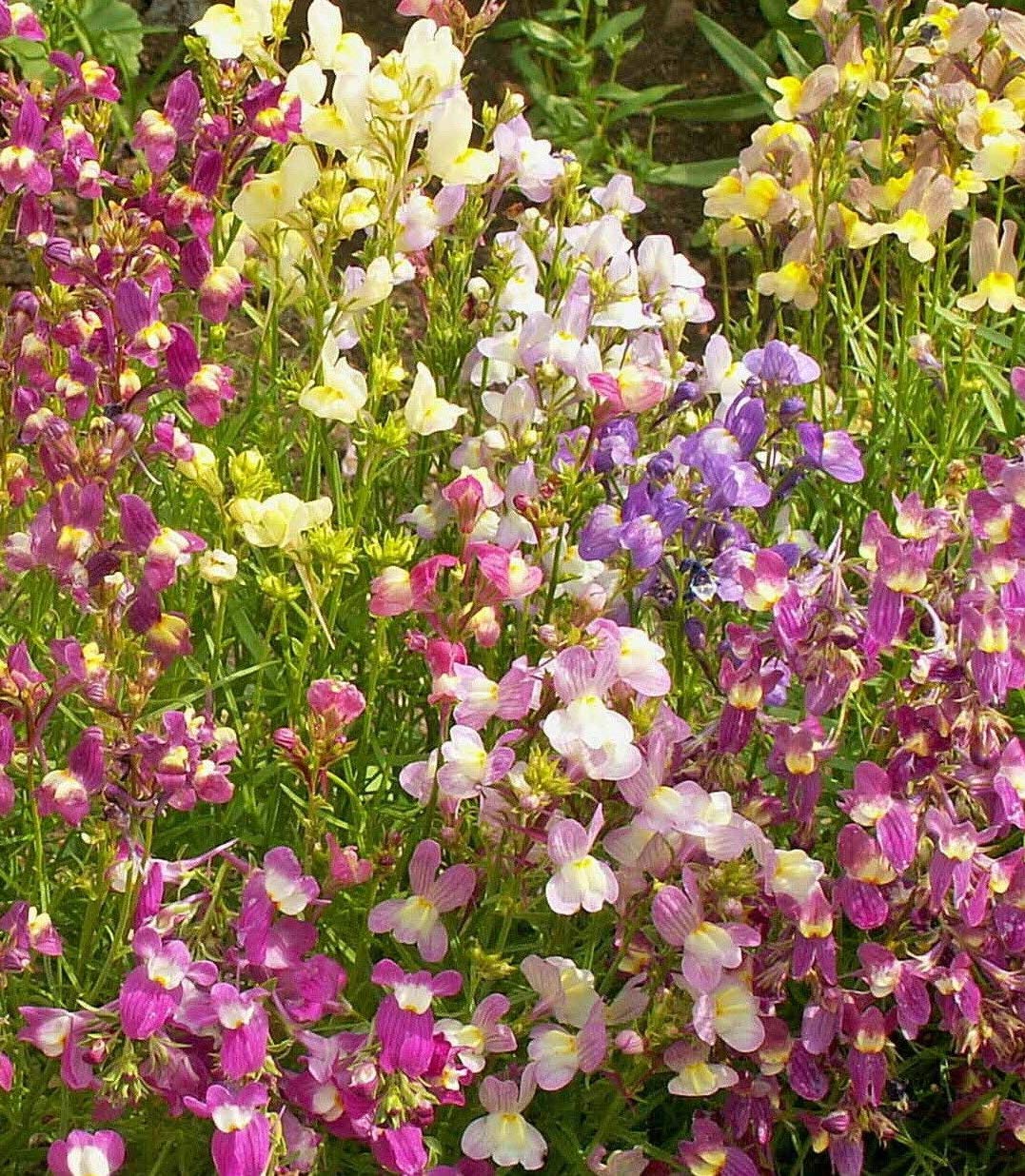 Moroccan Toadflax Seeds for Planting - Unique Flowers for Home Garden & Flower Bed