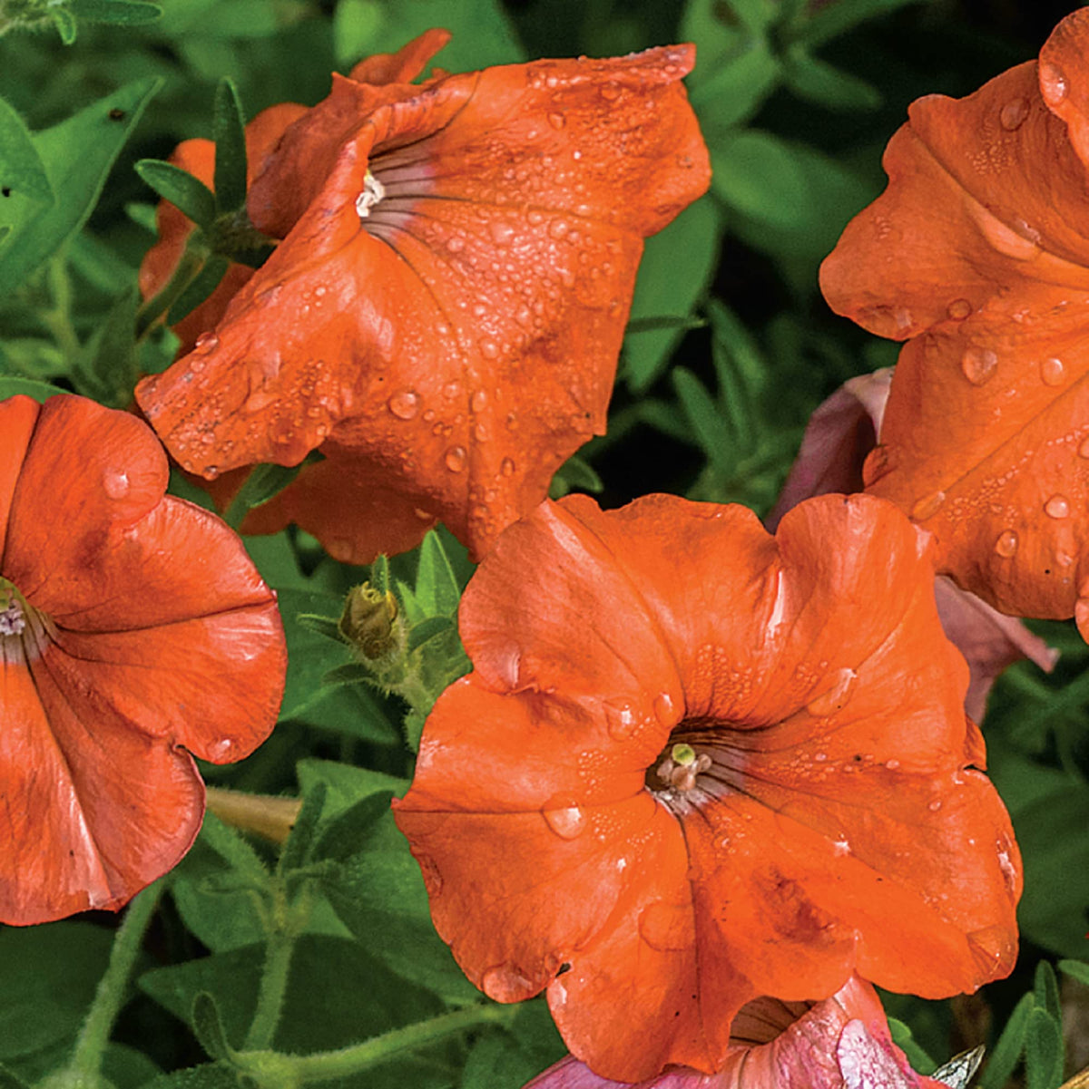 Orange Petunia Flower seeds for Planting Low Maintenance Heirloom & GMO Free Seeds for Home Garden
Sale for planting in home garden