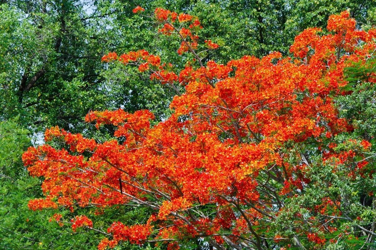 Chain (Chain Flower) seeds for planting in home garden