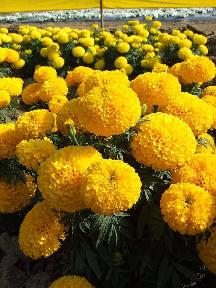 Yellow Fragrant Flower Seeds Planting Guide