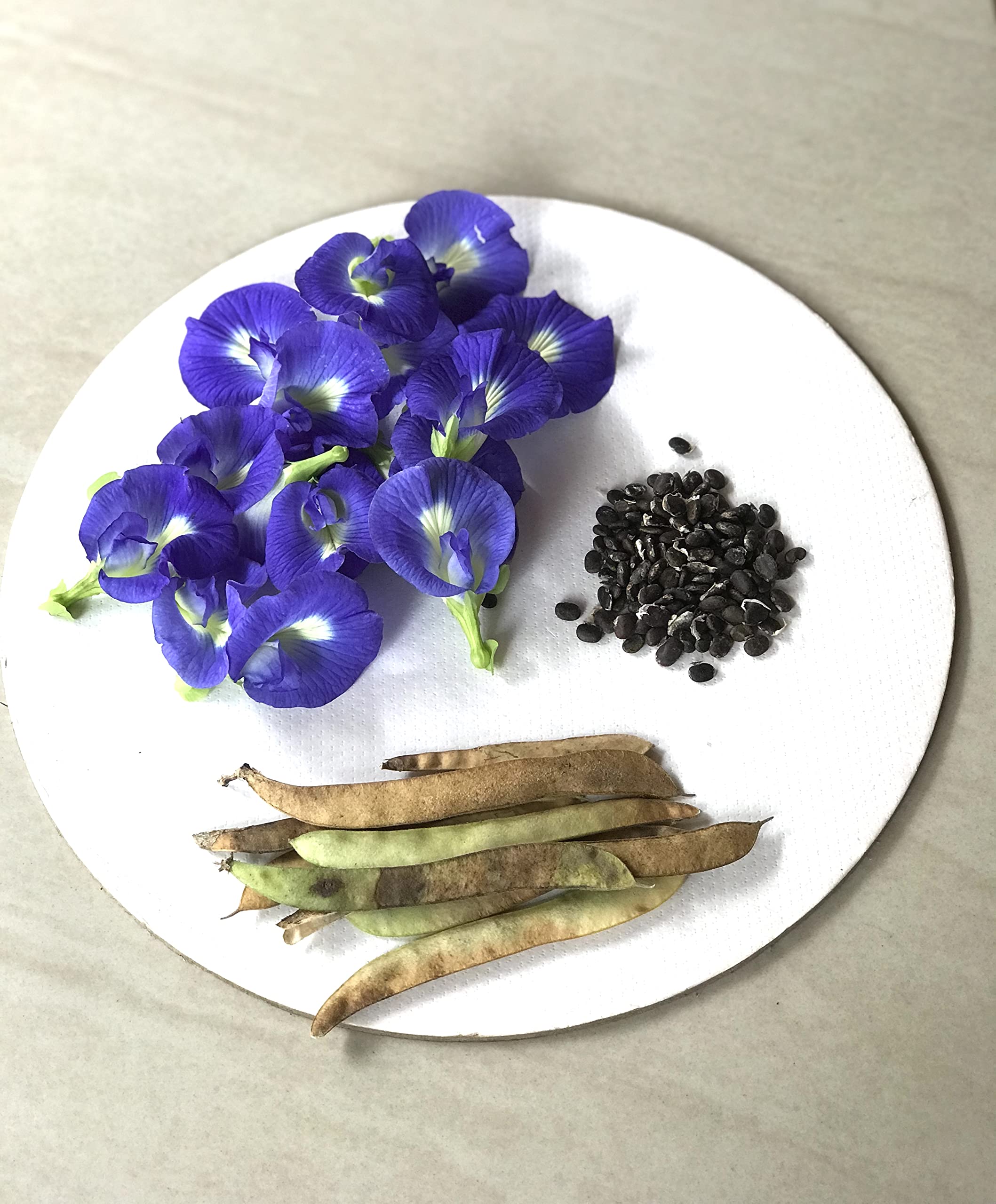 Purple Butterfly Bush Buddleja davidii Seeds for Planting - Great for Flower Bed & Urban Garden