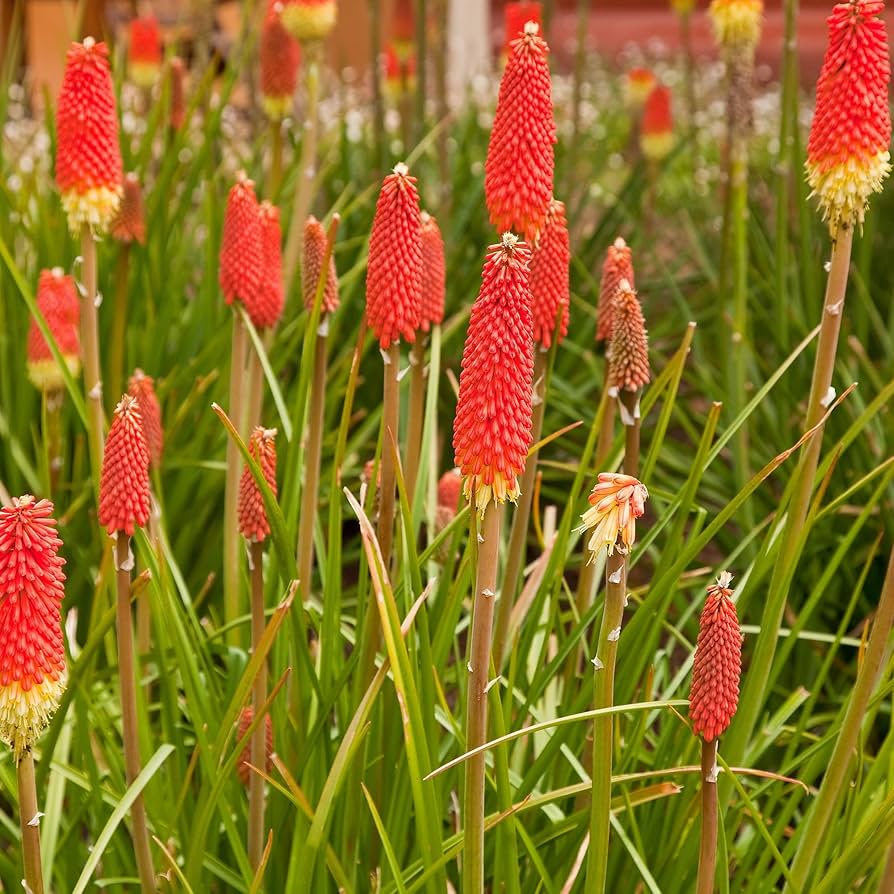 Red Hot Poker Kniphofia uvaria Seeds for Planting xeriscape garden flower spike