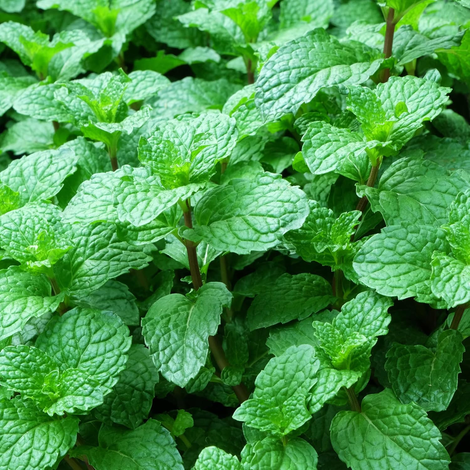Mojito Mint Seeds Perennial Herb Fragrant Culinary Applications Garden Containers Outdoor Best