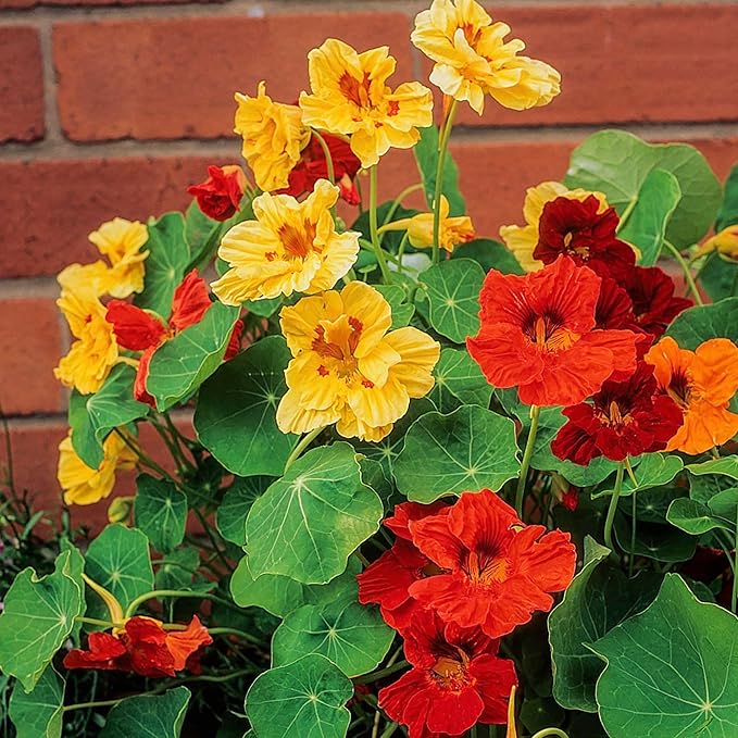 Jewel Mix Nasturtium Tropaeolum majus for planting in flower bed