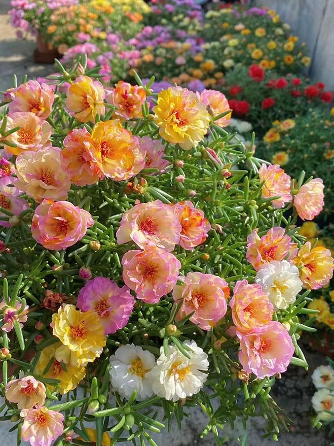 Portulak Seeds for Nutritious, Easy-to-Grow Greens
