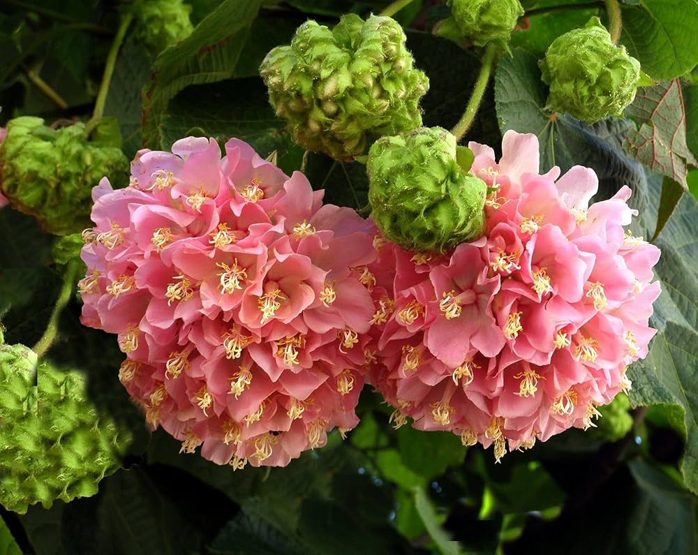 Dombeya Pink Flower Seeds for Planting - Vibrant Blooms for Your Garden - Evergrowseeds