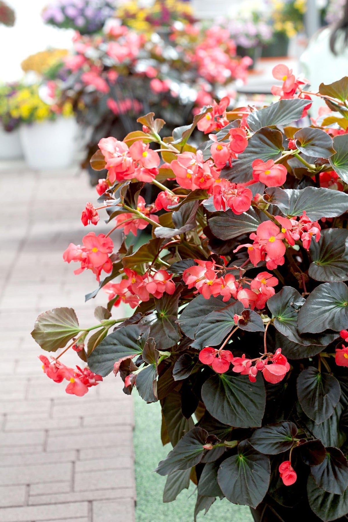 Burgundy Begonia Flower seeds for Planting - Easy to Grow, Heirloom & GMO Free Seeds for Home Garden
Sale seeds for planting in home garden