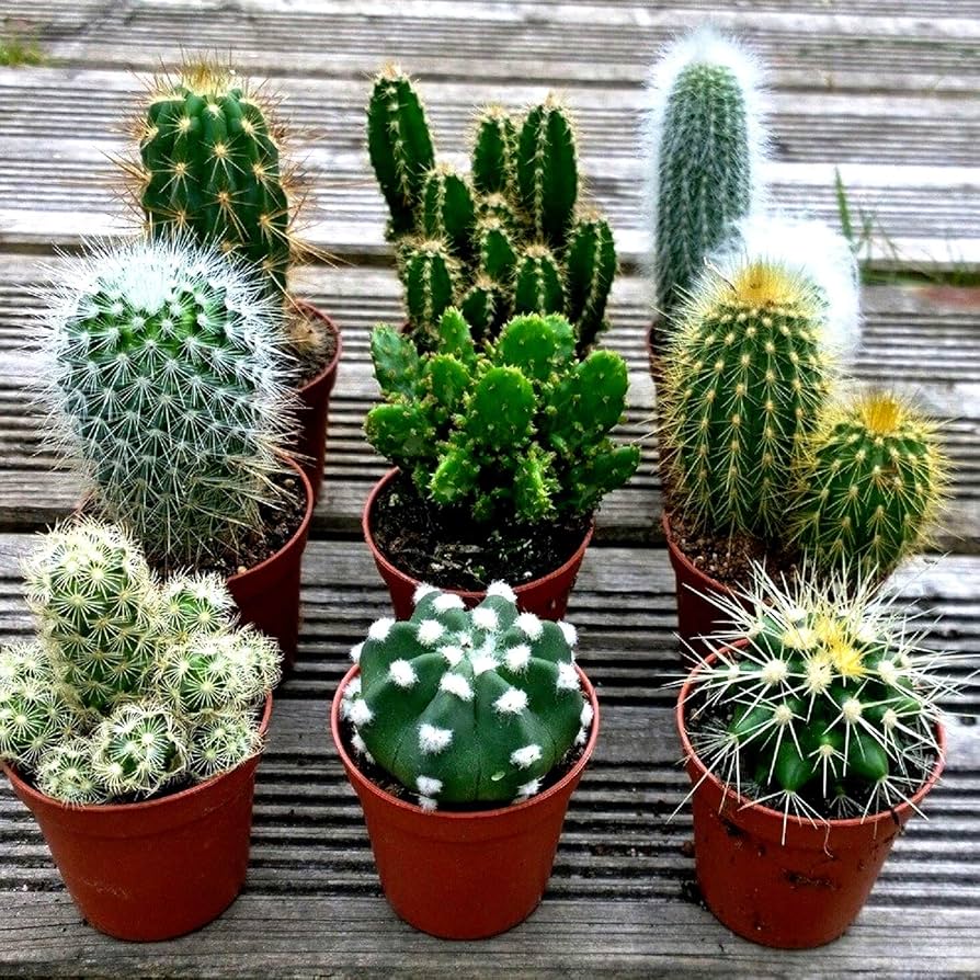 Mixed Opuntia Flower seeds for Planting - Cottage Garden Essential, Heirloom & GMO Free Seeds for Home Garden
