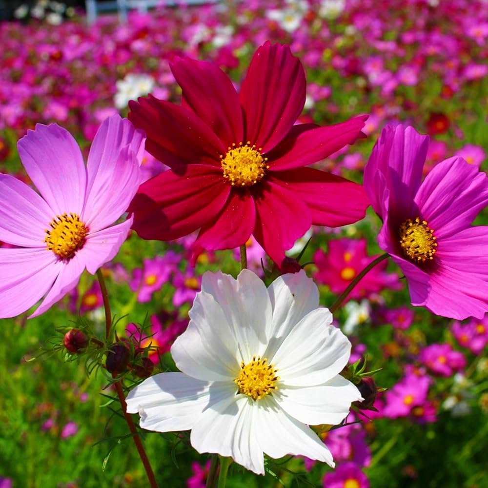 Cosmos Sensation Mix Flower Seeds for Vibrant and Hardy Garden Blooms