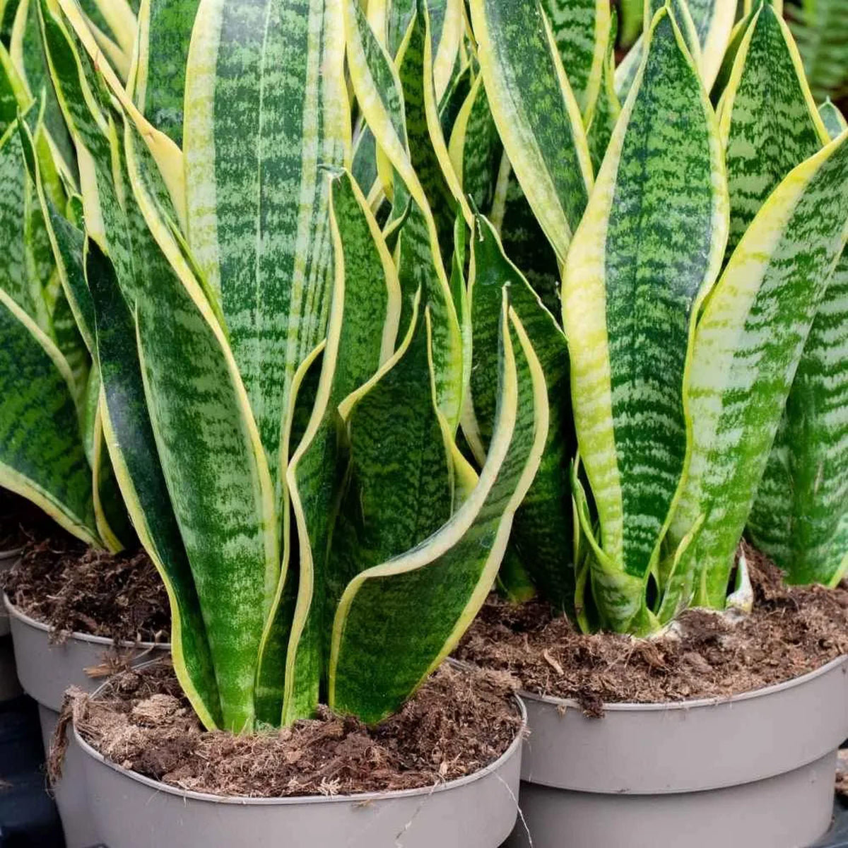 Green Snake Flower seeds blooming in flower beds, containers, borders, and pollinator-friendly gardens