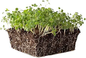 Burnet seeds for refreshing herbal gardening