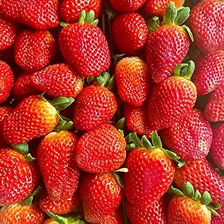 Organic Strawberry Seeds for Sweet, Juicy Berries
