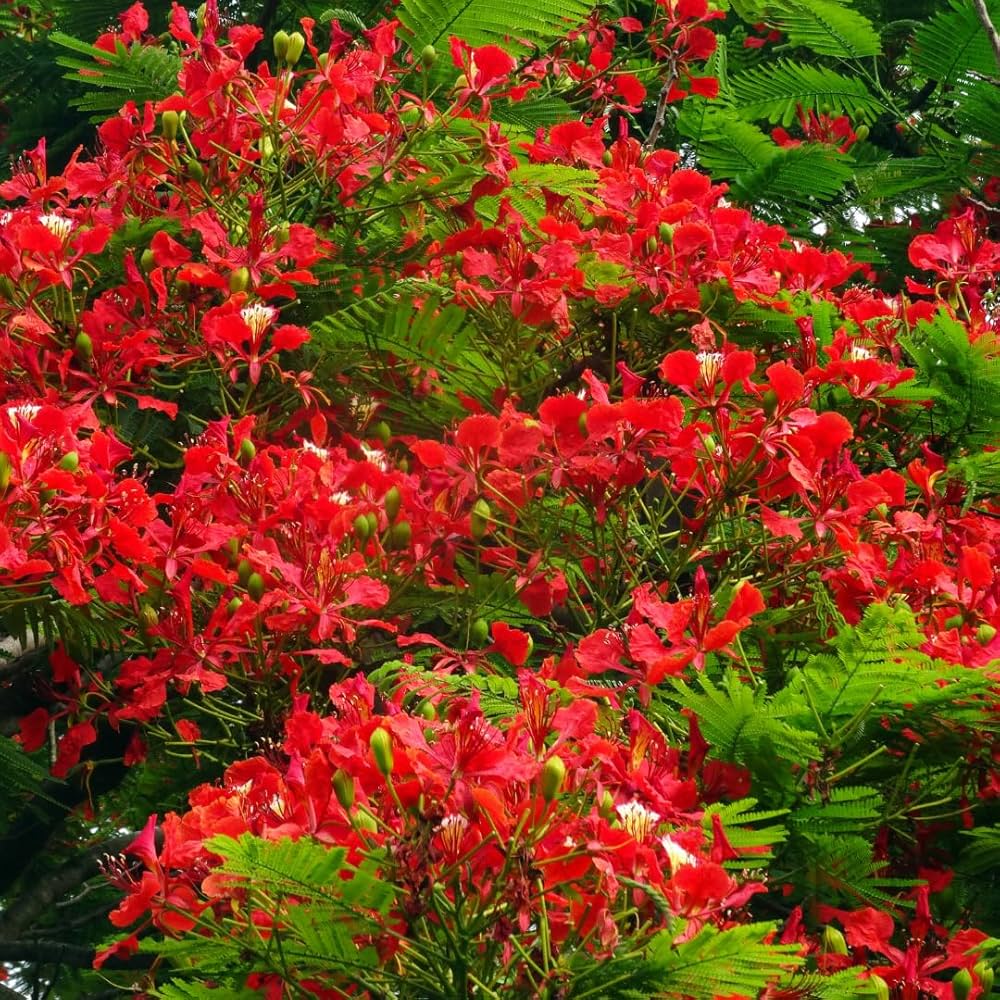 Malve Flower Seeds Mix – Yellow, White, Light Orange, and Orange-Red Colors