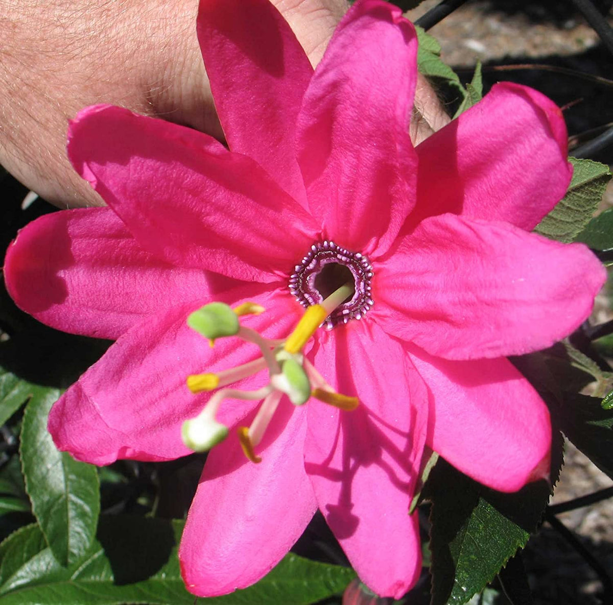 Pink Mollissima Flower seeds blooming in flower beds, containers, borders, and pollinator-friendly gardens