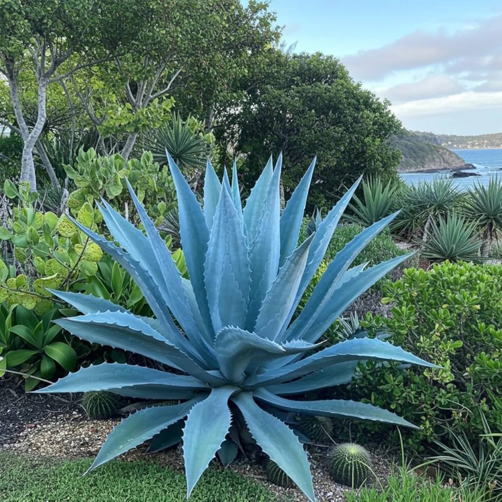 Heirloom Agave Flower seeds for Planting Easy to Grow Heirloom & GMO Free Seeds for Home Garden