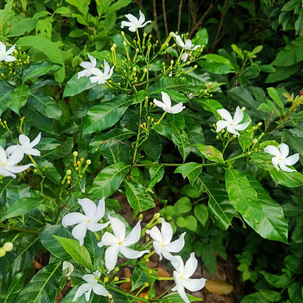 Gymnema Inodorum Flower seeds blooming in flower beds, containers, borders, and pollinator-friendly gardens