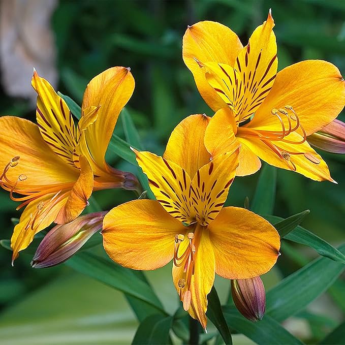 Peruvian Lily Alstroemeria spp. Seeds for Planting in Flower Bed & Garden