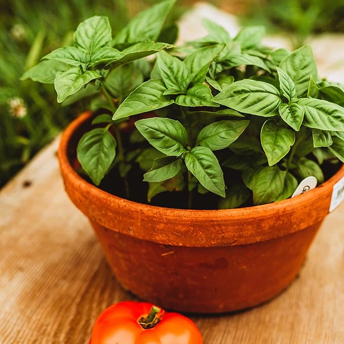 Greek Basil Seeds for Fresh, Aromatic Herbs
