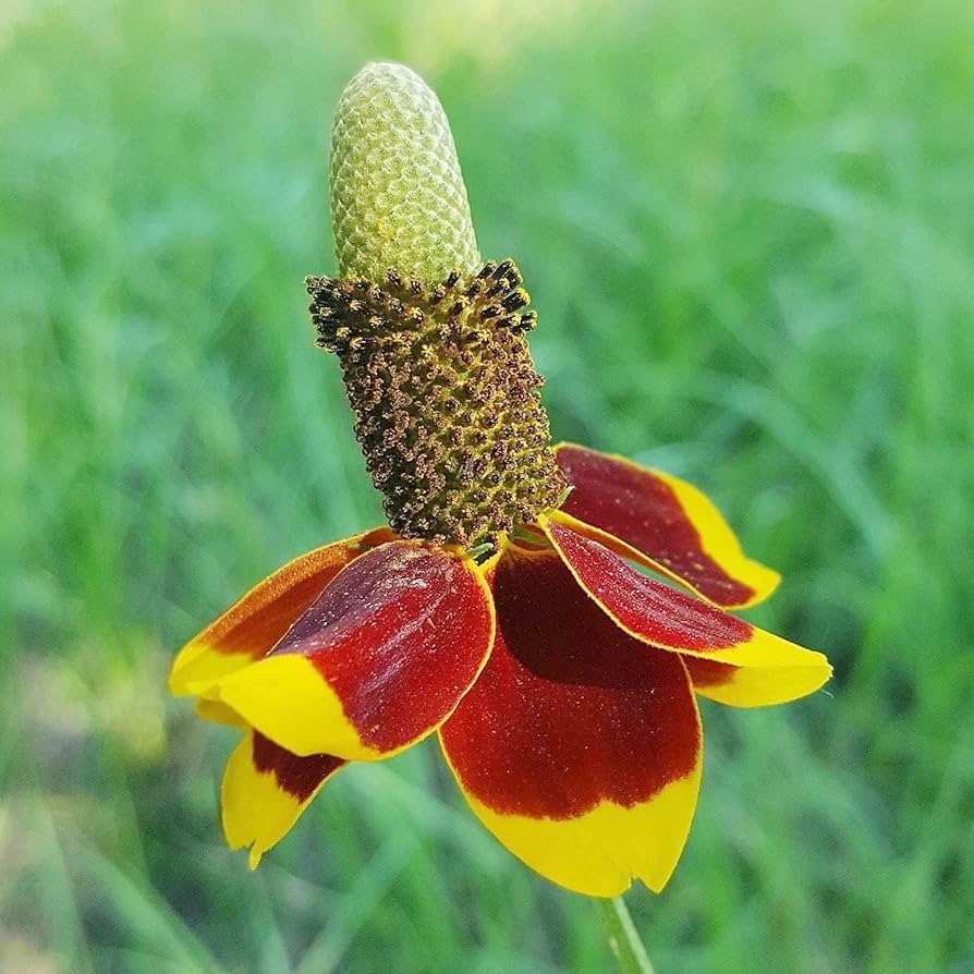 Mexican Hat Coneflower Seeds for Planting Ratibida columnifera for wildflower gardens and meadows