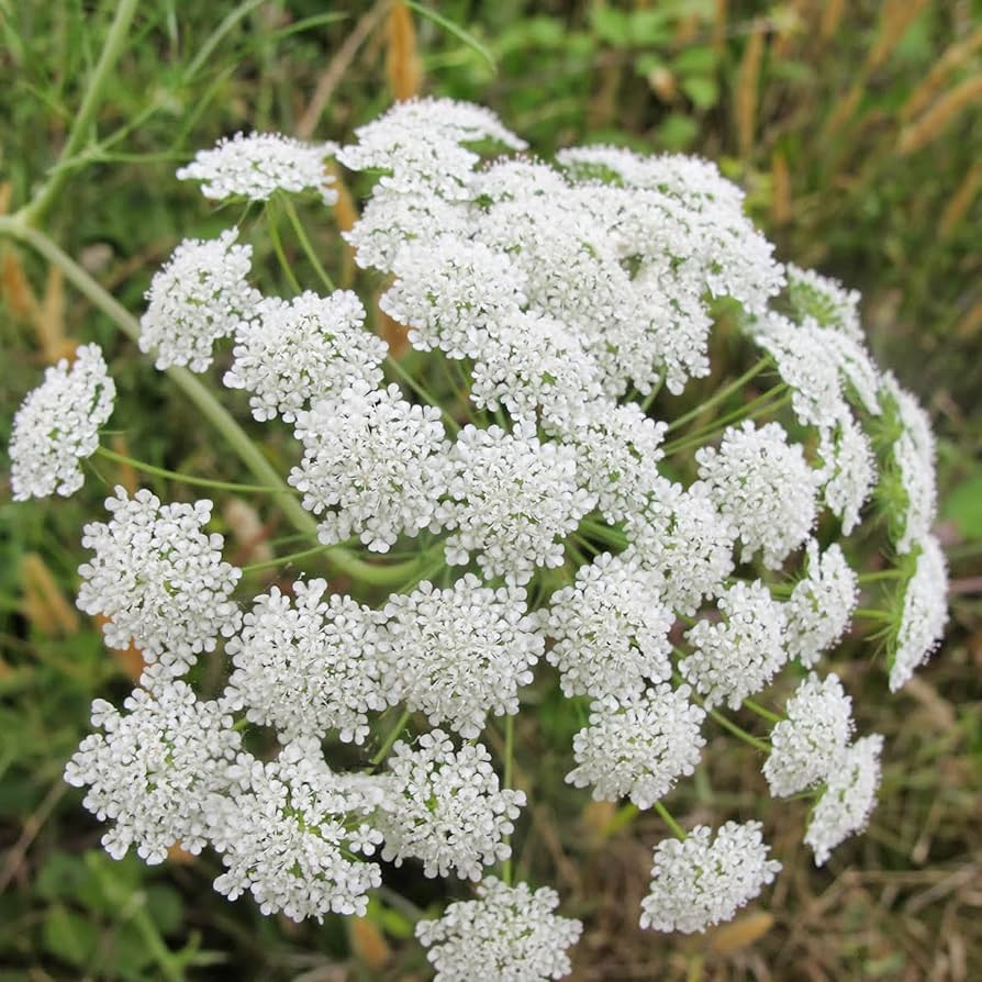 Ammi Majus Fabaceae Seeds for Planting in Flower Bed and Herb Garden