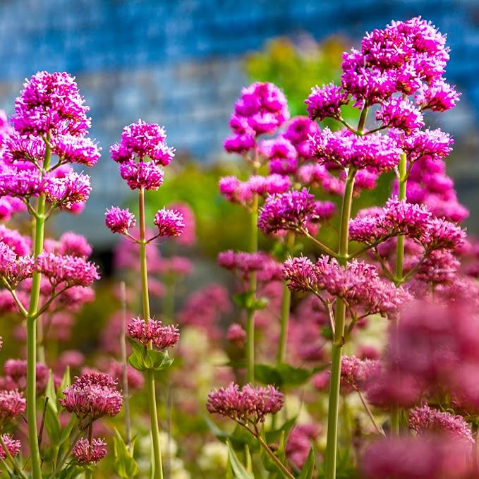 Jupiter’s Beard Centranthus ruber Flower Seeds for Planting in Flower Bed & Garden