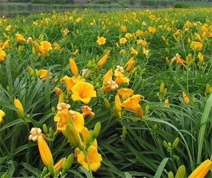 Fresh Rare Hybrid Daylily Seeds, Hemerocallis Lily Indoor Bonsai, Garden Plants