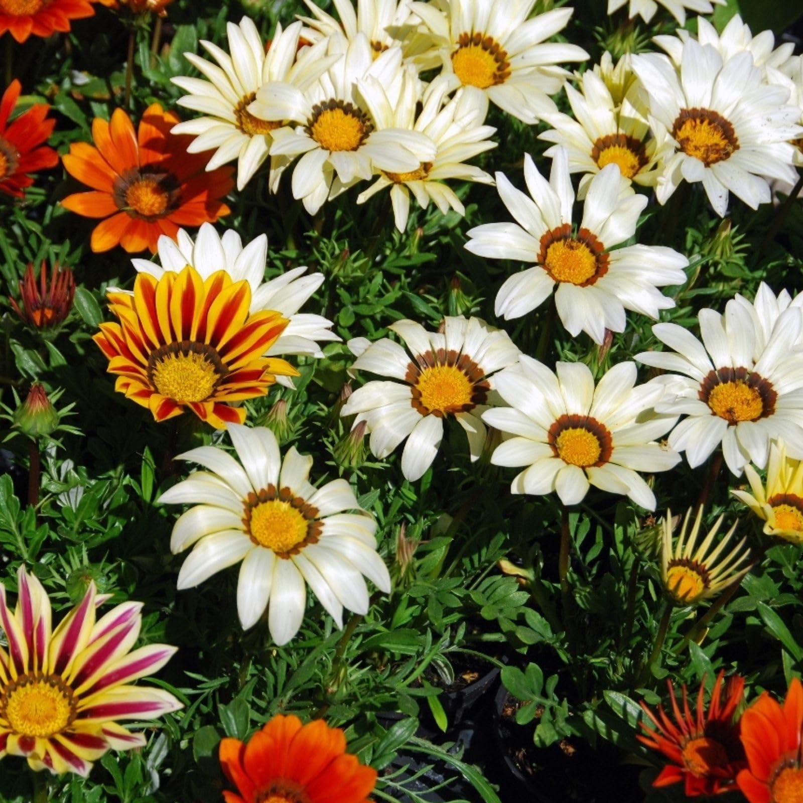 Africa Gazania Gazania rigens Sunflower Seeds for Planting in Flower Bed and Garden