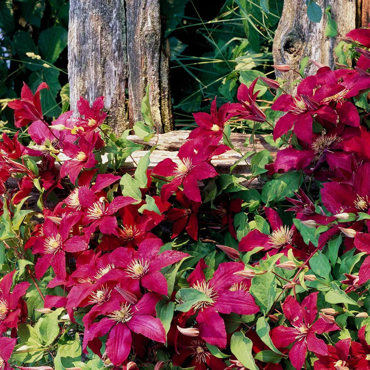 Maroon Clematis Flower seeds for Planting Hardy Variety Heirloom & GMO Free Seeds for Home Garden
Sale