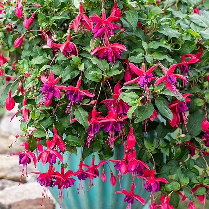Fuchsia Flower Fuchsia spp. Seeds for Planting in Flower Bed & Garden