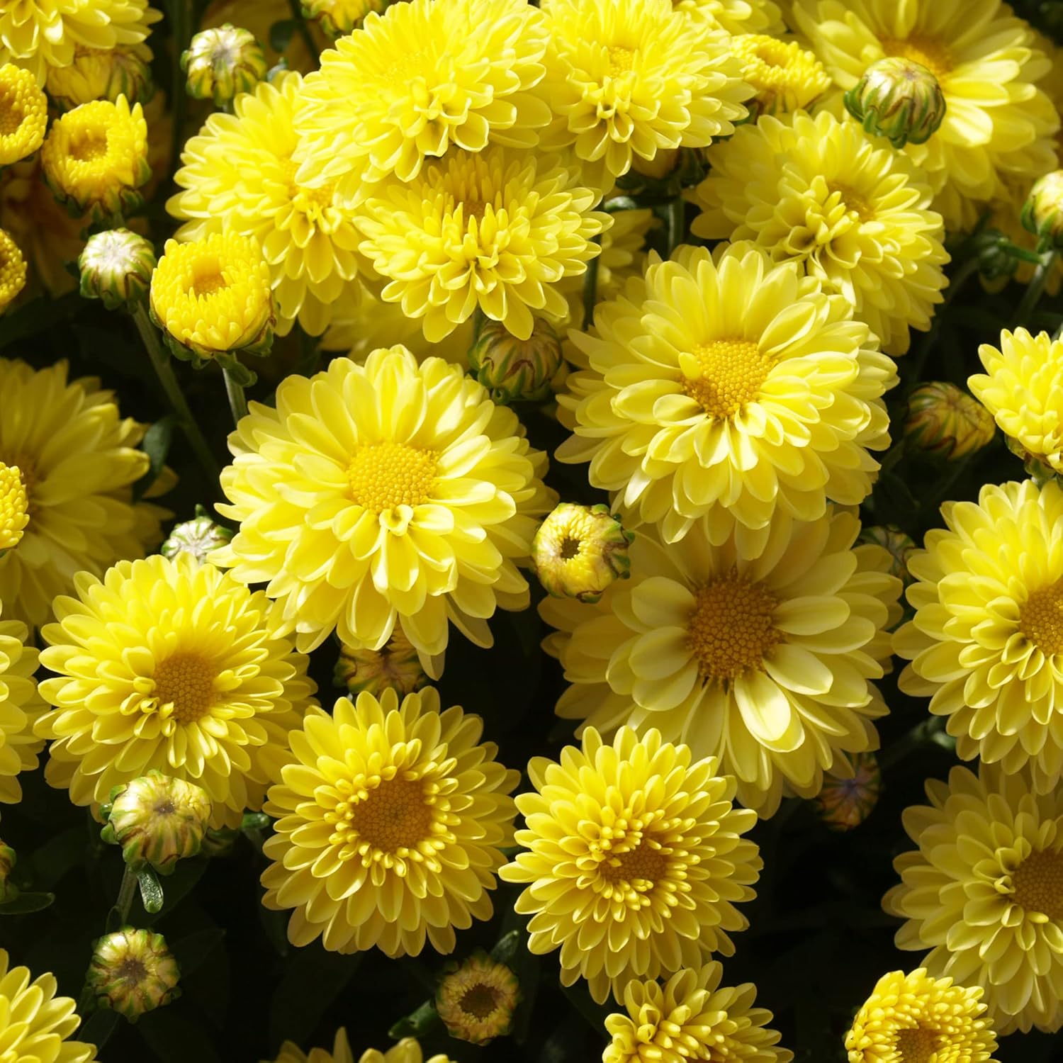 Chrysanthemum Seeds Colorful And Diverse Flowers Popular Ornamental Plants Vibrant Blooms Grace