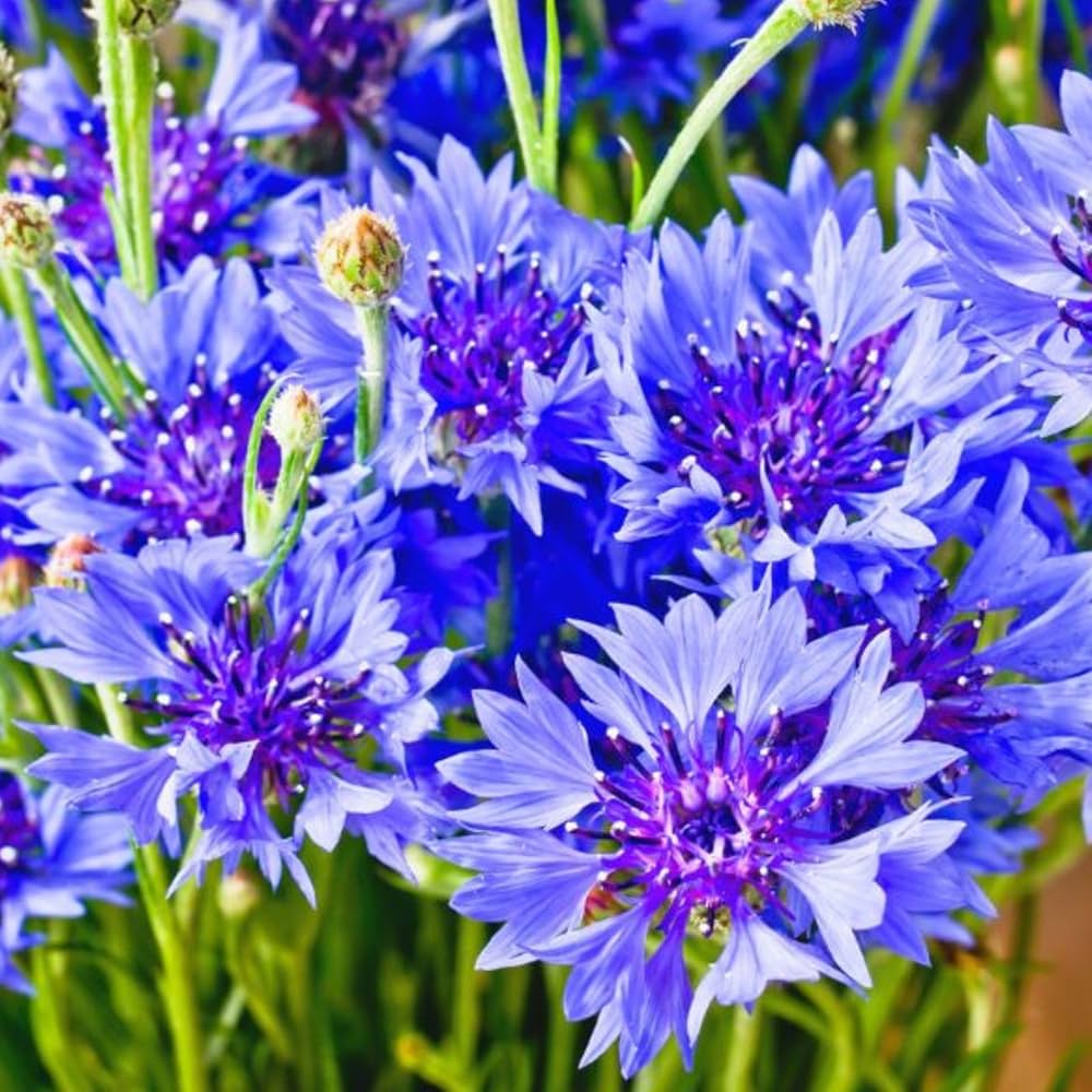 Light Blue Cornflower Seeds Centaurea cyanus for Planting in Garden & Flower Bed