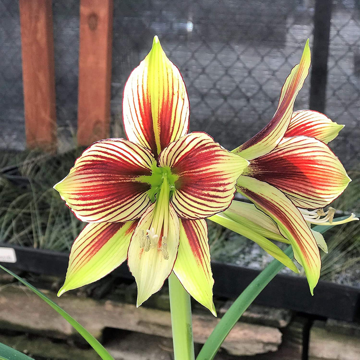 Light Yellow Hippeastrum Flower seeds blooming in flower beds, containers, borders, and pollinator-friendly gardens
