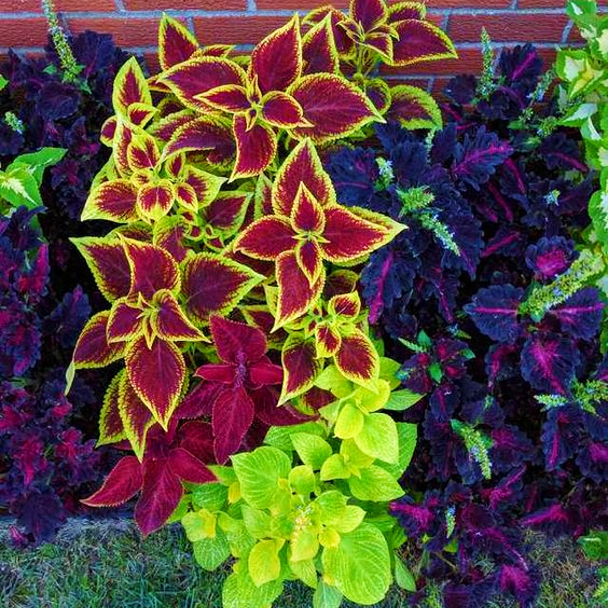 Mixed Coleus Coleus spp. Seeds for Planting - Perfect for Flower Bed & Urban Garden