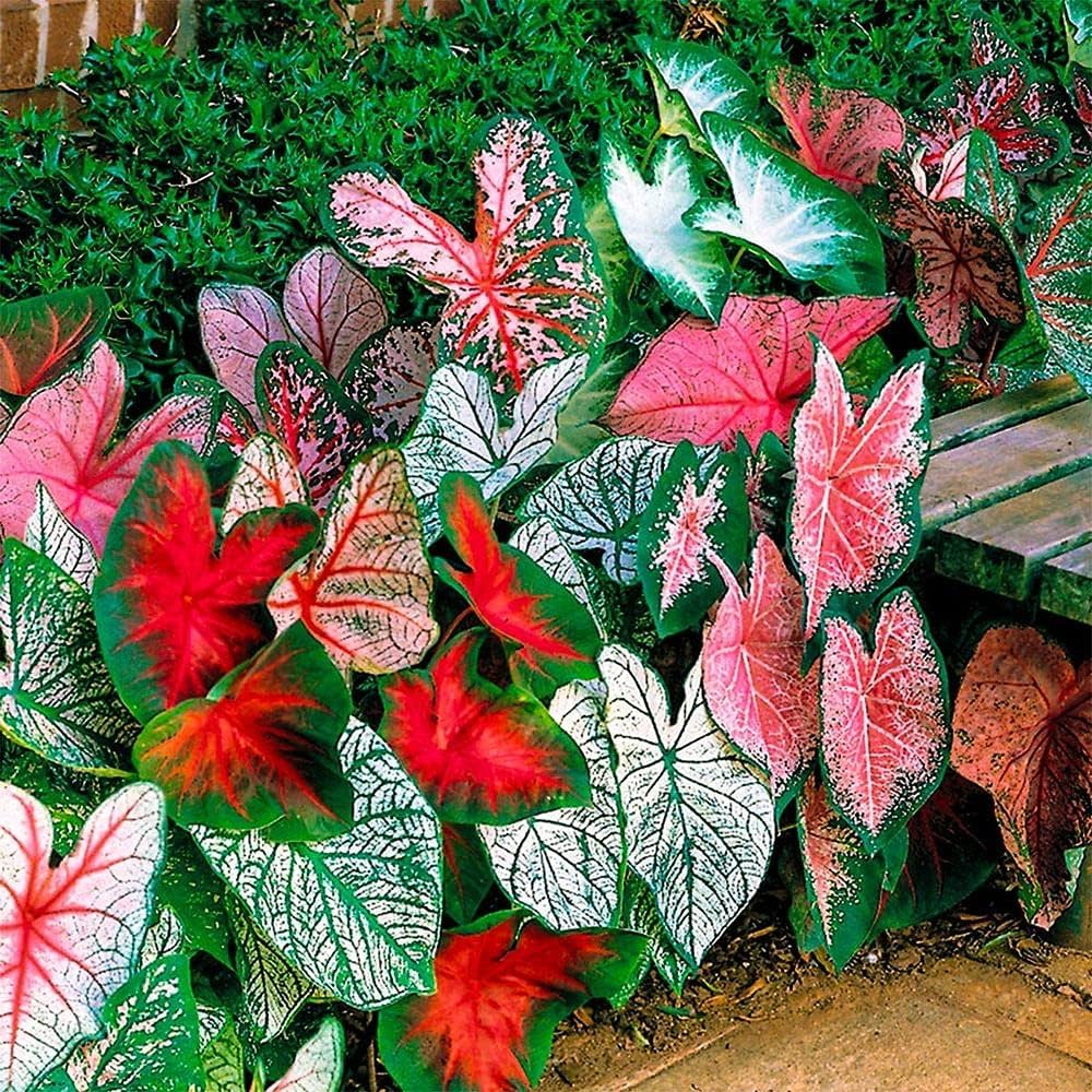 Mixed Colour Caladium Flower seeds for Planting - Garden Favorite, Heirloom & GMO Free Seeds for Home Garden