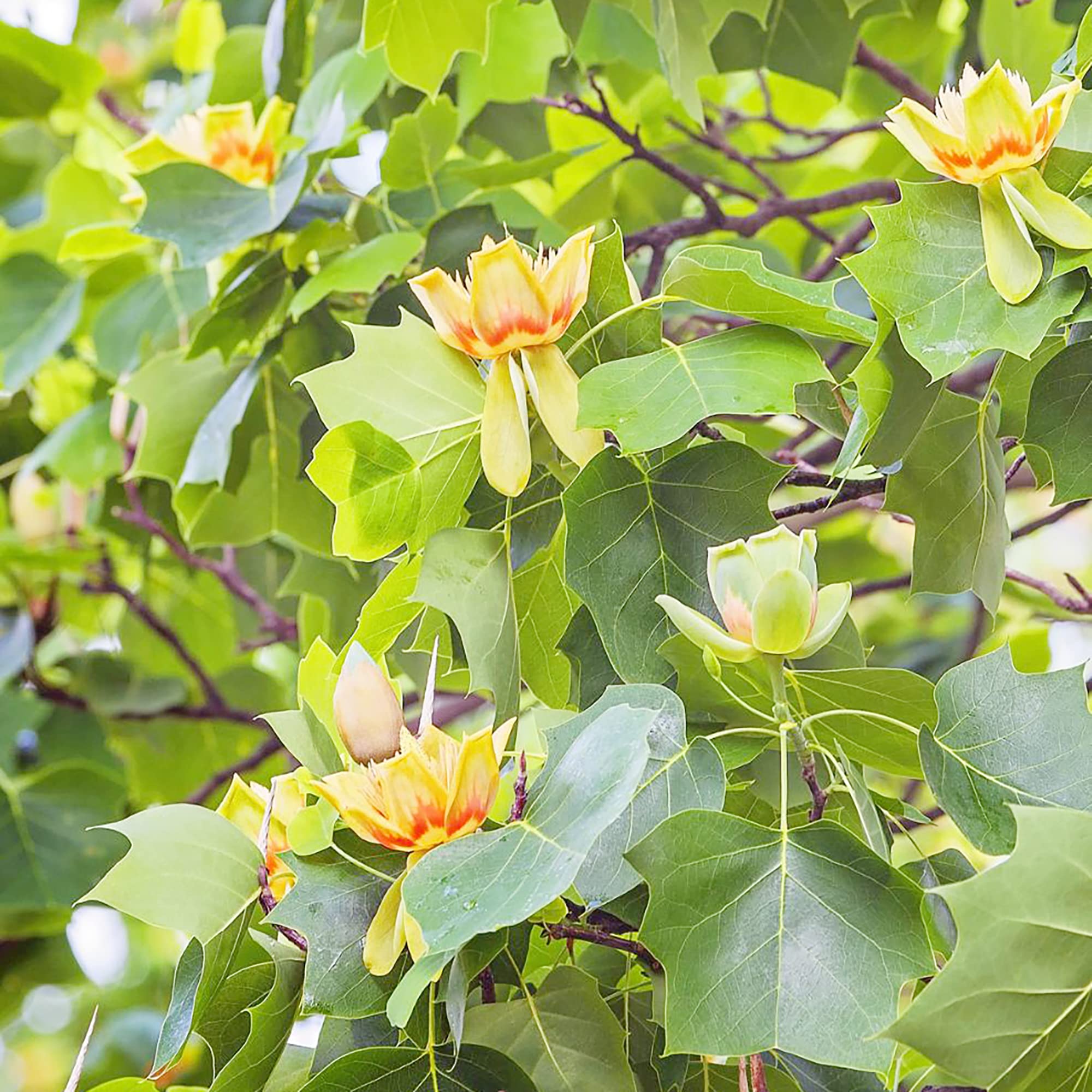 Liriodendron Tulipifera Liriodendron Tulipifera Seeds for Planting - Ideal for Urban Garden & Flower Bed