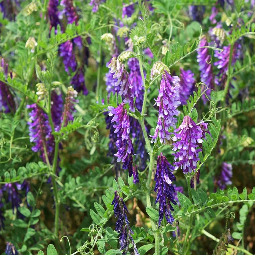 Blue Vetch Flower seeds for Planting - Shade Tolerant, Heirloom & GMO Free Seeds for Home Garden