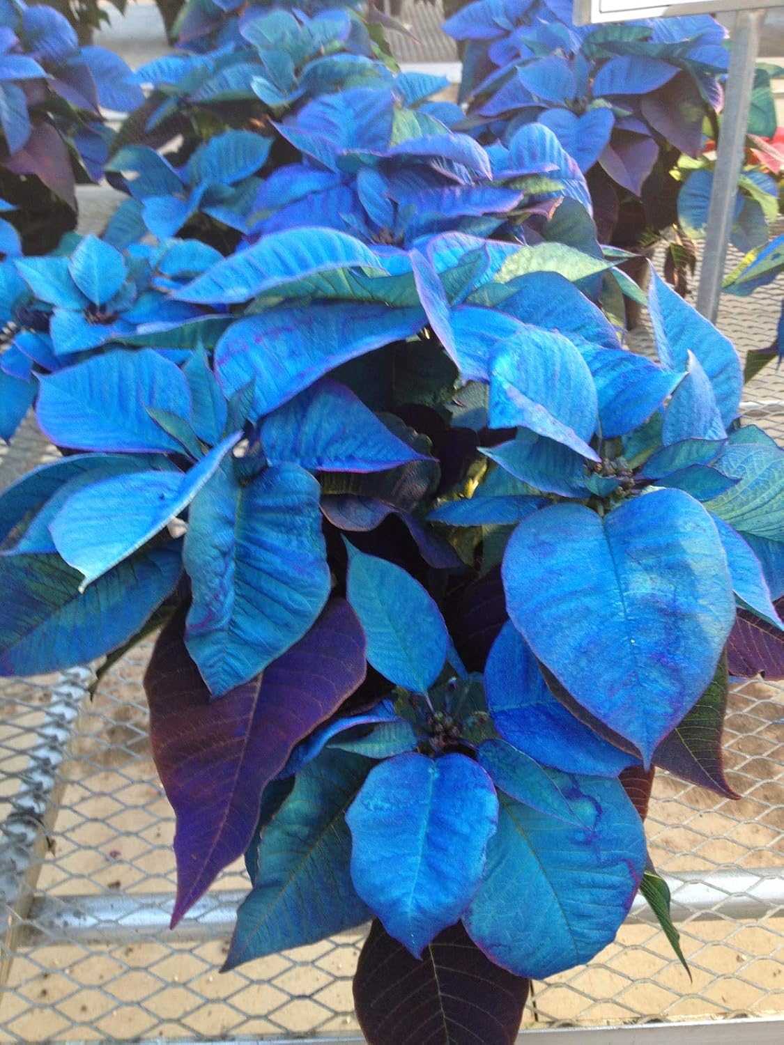 Poinsettia Flower seeds blooming in flower beds, containers, borders, and pollinator-friendly gardens