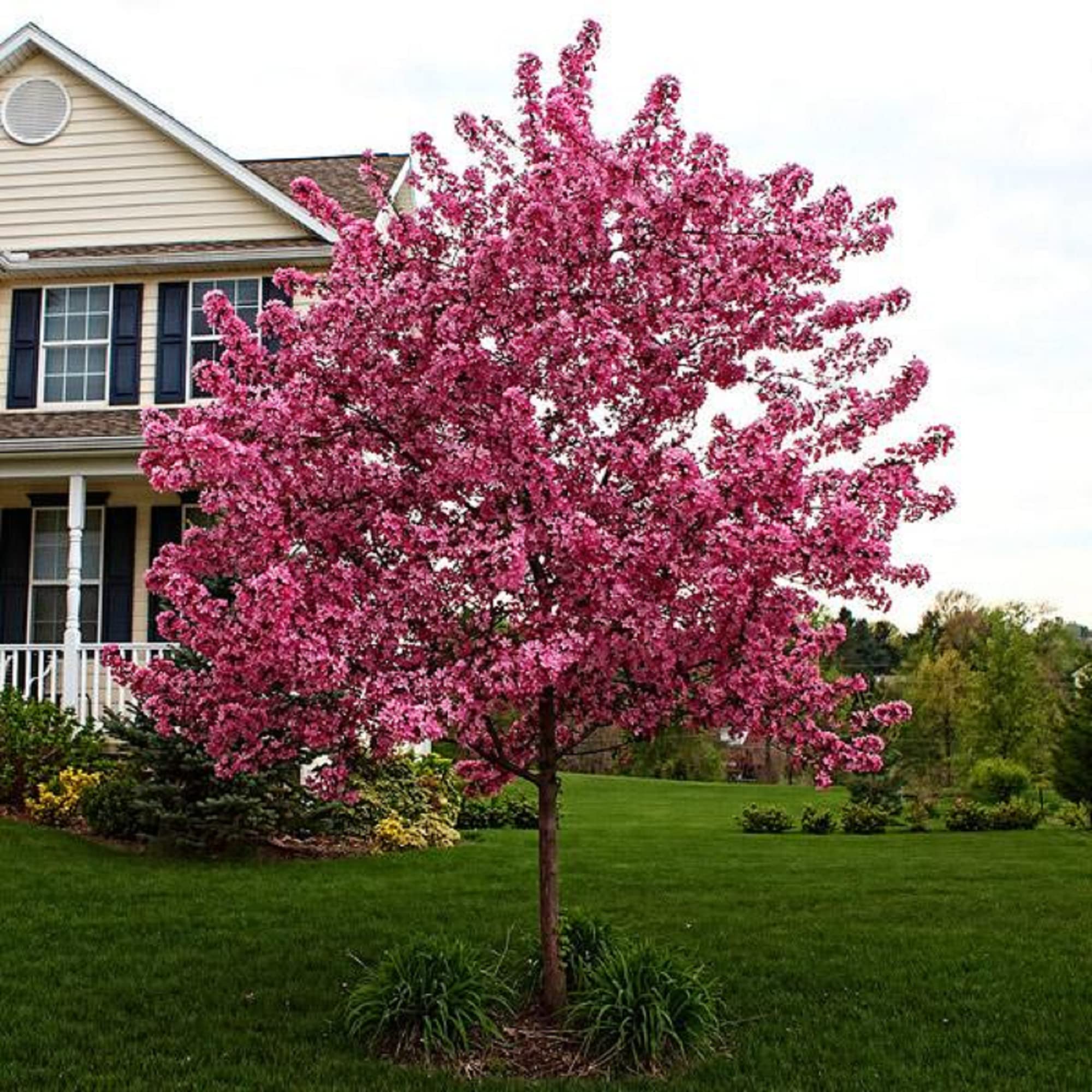 Malus Prairiefire Tree Seeds for Planting Malus 'Prairiefire' for landscapes and backyard gardens