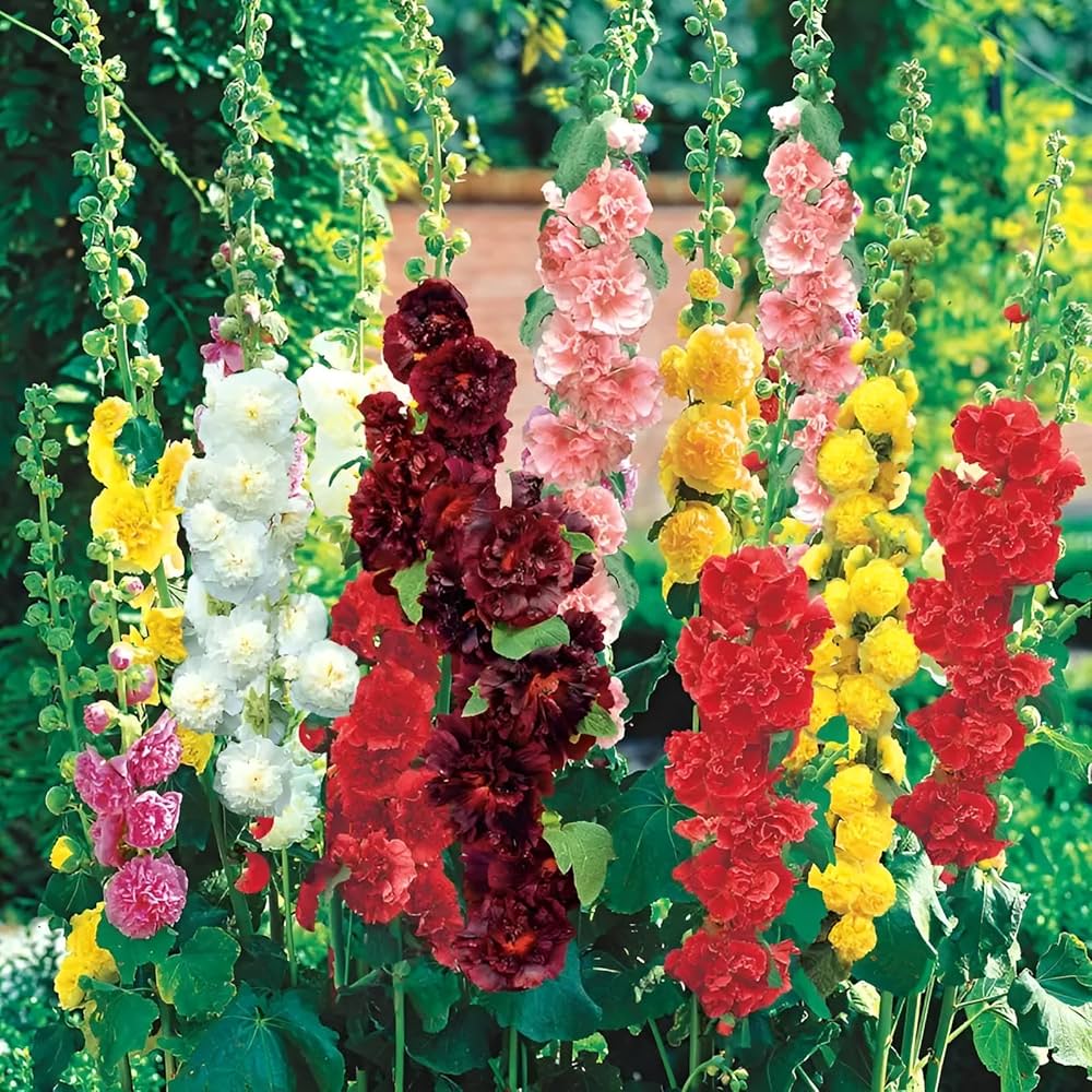 Mixed Hollyhock Flower Seeds for Planting - Colorful Biennial Blooms for Your Garden