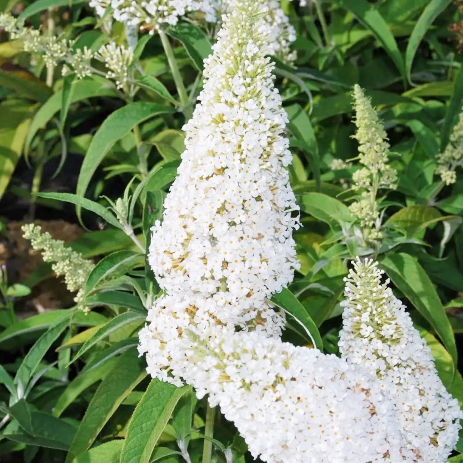 White Butterfly Bush Seeds Buddleia Davidii Perennial Deciduous Shrub Attracts Butterflies Low